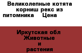 Великолепные котята корниш рекс из питомника. › Цена ­ 15 000 - Иркутская обл. Животные и растения » Кошки   . Иркутская обл.